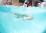 boy-underwater-swimming-in-the-pool-RDK7CCB.jpg